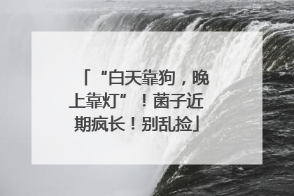 “白天靠狗，晚上靠灯”！菌子近期疯长！别乱捡
