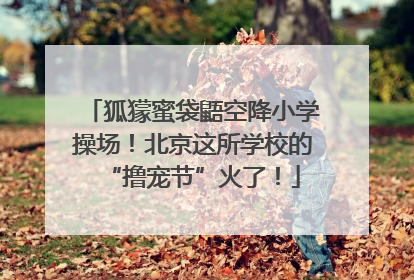 狐獴蜜袋鼯空降小学操场！北京这所学校的“撸宠节”火了！