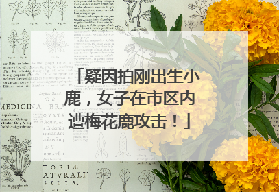 疑因拍刚出生小鹿，女子在市区内遭梅花鹿攻击！
