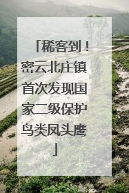 稀客到！密云北庄镇首次发现国家二级保护鸟类凤头鹰