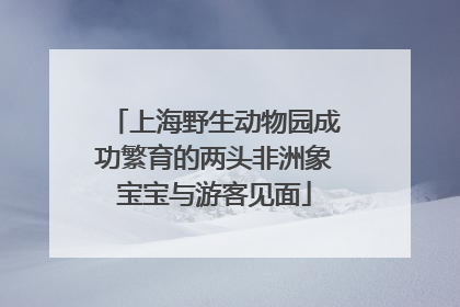 上海野生动物园成功繁育的两头非洲象宝宝与游客见面