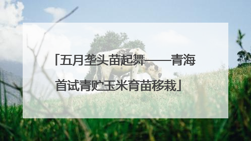 五月垄头苗起舞——青海首试青贮玉米育苗移栽