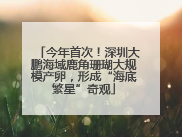 今年首次！深圳大鹏海域鹿角珊瑚大规模产卵，形成“海底繁星”奇观
