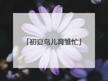 初夏鸟儿育雏忙