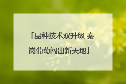 品种技术双升级 秦岗葡萄闯出新天地