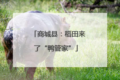商城县：稻田来了“鸭管家”