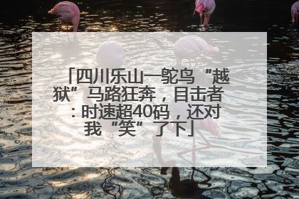 四川乐山一鸵鸟“越狱”马路狂奔，目击者：时速超40码，还对我“笑”了下