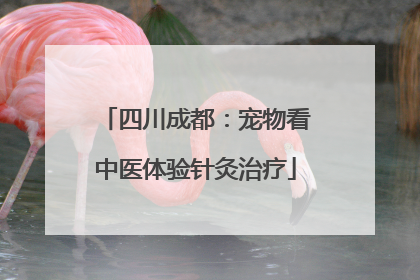 四川成都：宠物看中医体验针灸治疗