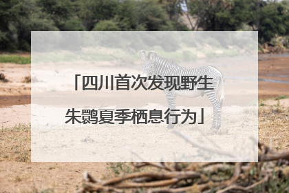 四川首次发现野生朱鹮夏季栖息行为