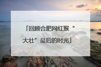 回顾合肥网红猴“大壮”最后的时光