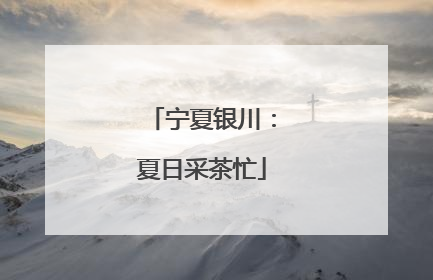 宁夏银川：夏日采茶忙