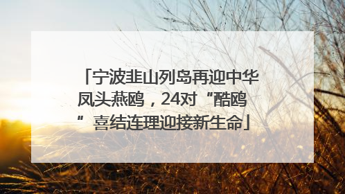 宁波韭山列岛再迎中华凤头燕鸥，24对“酷鸥”喜结连理迎接新生命