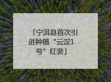 宁洱县首次引进种植“云淀1号”红薯