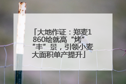大地作证：郑麦1860绘就高“烤”“丰”景，引领小麦大面积单产提升