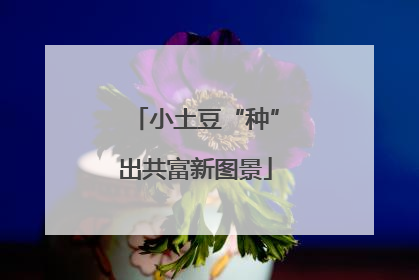 小土豆“种”出共富新图景
