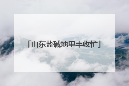 山东盐碱地里丰收忙