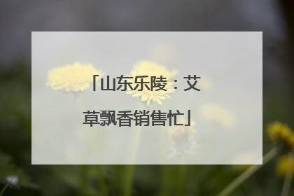 山东乐陵：艾草飘香销售忙