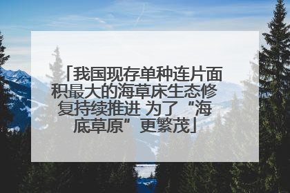 我国现存单种连片面积最大的海草床生态修复持续推进 为了“海底草原”更繁茂