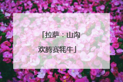 拉萨：山沟欢腾赛牦牛