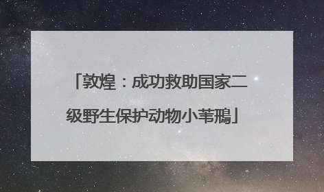 敦煌：成功救助国家二级野生保护动物小苇鳽