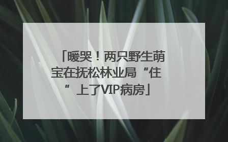 暖哭！两只野生萌宝在抚松林业局“住”上了VIP病房