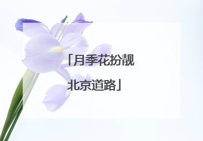 月季花扮靓北京道路