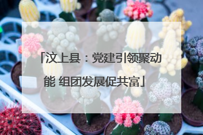 汶上县：党建引领聚动能 组团发展促共富