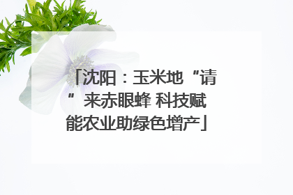 沈阳：玉米地“请”来赤眼蜂 科技赋能农业助绿色增产