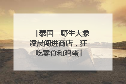泰国一野生大象凌晨闯进商店，狂吃零食和鸡蛋