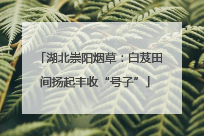 湖北崇阳烟草：白芨田间扬起丰收“号子”