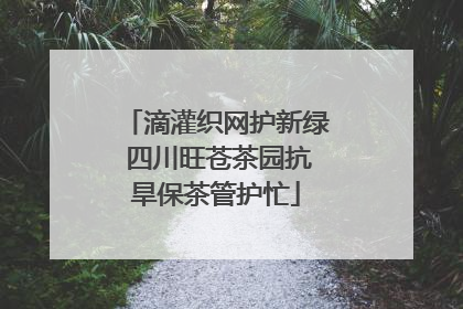 滴灌织网护新绿 四川旺苍茶园抗旱保茶管护忙