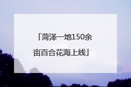 菏泽一地150余亩百合花海上线