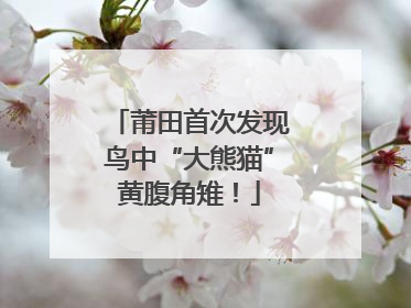 莆田首次发现鸟中“大熊猫”黄腹角雉！