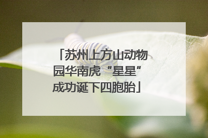 苏州上方山动物园华南虎“星星”成功诞下四胞胎