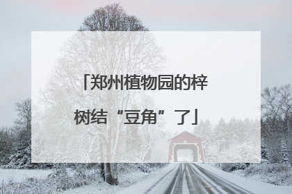 郑州植物园的梓树结“豆角”了
