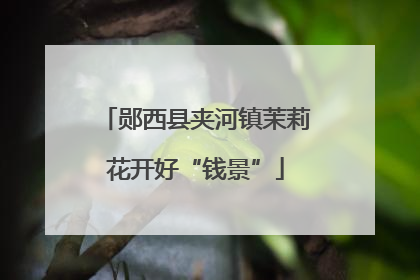 郧西县夹河镇茉莉花开好“钱景”