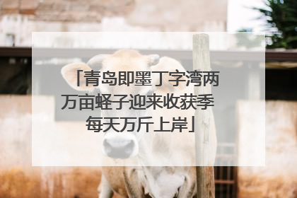 青岛即墨丁字湾两万亩蛏子迎来收获季 每天万斤上岸