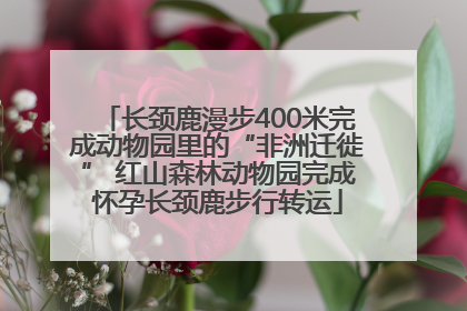 长颈鹿漫步400米完成动物园里的“非洲迁徙” 红山森林动物园完成怀孕长颈鹿步行转运