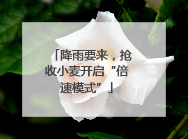 降雨要来，抢收小麦开启“倍速模式”