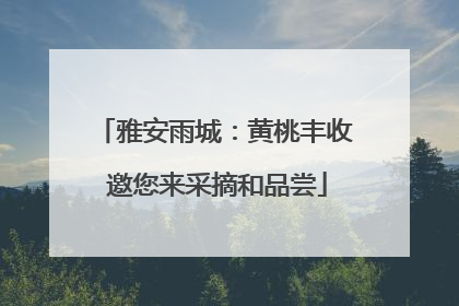 雅安雨城：黄桃丰收 邀您来采摘和品尝