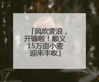 风吹麦浪，开镰啦！顺义15万亩小麦迎来丰收