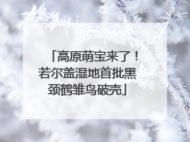高原萌宝来了！若尔盖湿地首批黑颈鹤雏鸟破壳