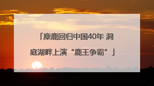 麋鹿回归中国40年 洞庭湖畔上演“鹿王争霸”