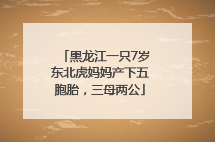 黑龙江一只7岁东北虎妈妈产下五胞胎，三母两公