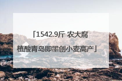 1542.9斤 农大腐植酸青岛即墨创小麦高产