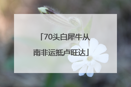 70头白犀牛从南非运抵卢旺达